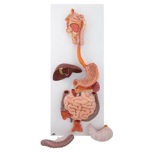 Image 3 - HUMAN DIGESTIVE SYSTEM MODEL, 3 PART - 3B SMART ANATOMY