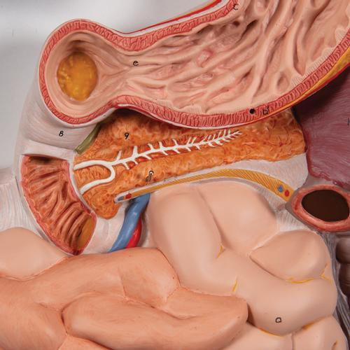 Image 6 - HUMAN DIGESTIVE SYSTEM MODEL, 3 PART - 3B SMART ANATOMY