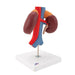 Image 3 - HUMAN KIDNEYS MODEL WITH VESSELS - 2 PART - 3B SMART ANATOMY