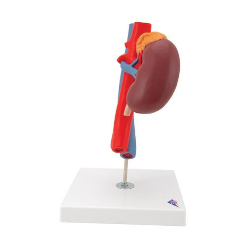 Image 4 - HUMAN KIDNEYS MODEL WITH VESSELS - 2 PART - 3B SMART ANATOMY