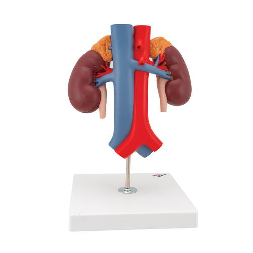 Image 5 - HUMAN KIDNEYS MODEL WITH VESSELS - 2 PART - 3B SMART ANATOMY