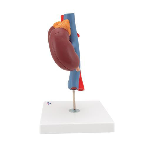 Image 6 - HUMAN KIDNEYS MODEL WITH VESSELS - 2 PART - 3B SMART ANATOMY