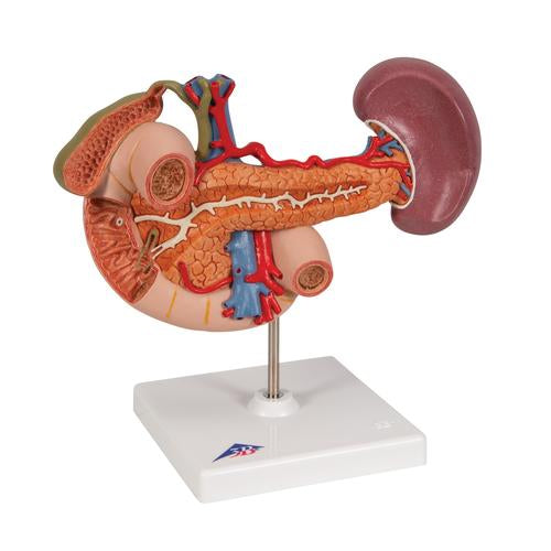 Image 3 - LIFE-SIZE MODEL OF REAR ORGANS OF UPPER ABDOMEN - 3B SMART ANATOMY