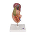 Image 4 - LIFE-SIZE MODEL OF REAR ORGANS OF UPPER ABDOMEN - 3B SMART ANATOMY