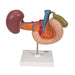 Image 5 - LIFE-SIZE MODEL OF REAR ORGANS OF UPPER ABDOMEN - 3B SMART ANATOMY