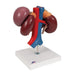 Image 3 - HUMAN KIDNEYS MODEL WITH REAR ORGANS OF UPPER ABDOMEN, 3 PART - 3B SMART ANATOMY