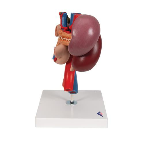 Image 4 - HUMAN KIDNEYS MODEL WITH REAR ORGANS OF UPPER ABDOMEN, 3 PART - 3B SMART ANATOMY