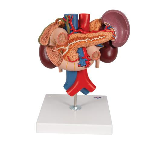 Image 5 - HUMAN KIDNEYS MODEL WITH REAR ORGANS OF UPPER ABDOMEN, 3 PART - 3B SMART ANATOMY