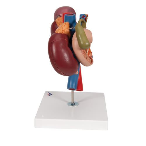 Image 6 - HUMAN KIDNEYS MODEL WITH REAR ORGANS OF UPPER ABDOMEN, 3 PART - 3B SMART ANATOMY