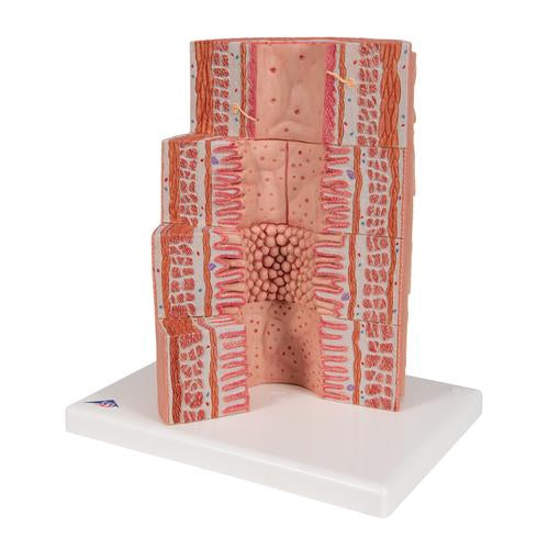 Image 3 - 3B MICROANATOMY™ DIGESTIVE SYSTEM MODEL, 20-TIMES MAGNIFIED - 3B SMART ANATOMY