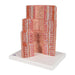 Image 3 - 3B MICROANATOMYâ„¢ DIGESTIVE SYSTEM MODEL, 20-TIMES MAGNIFIED - 3B SMART ANATOMY