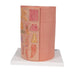 Image 5 - 3B MICROANATOMYâ„¢ DIGESTIVE SYSTEM MODEL, 20-TIMES MAGNIFIED - 3B SMART ANATOMY