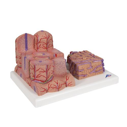 Image 3 - 3B MICROANATOMY™ LIVER MODEL - 3B SMART ANATOMY