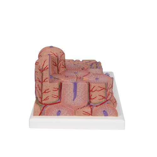 Image 4 - 3B MICROANATOMY™ LIVER MODEL - 3B SMART ANATOMY