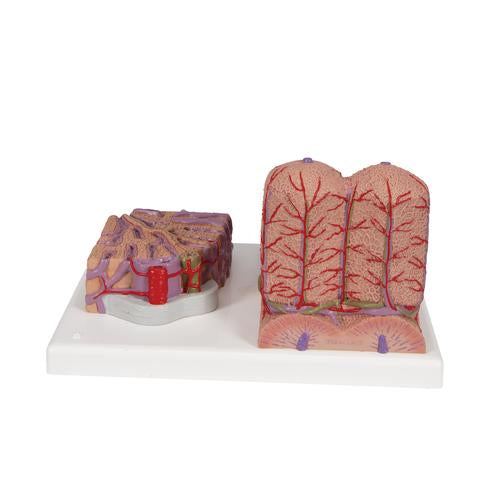 Image 5 - 3B MICROANATOMY™ LIVER MODEL - 3B SMART ANATOMY