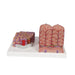 Image 5 - 3B MICROANATOMYâ„¢ LIVER MODEL - 3B SMART ANATOMY