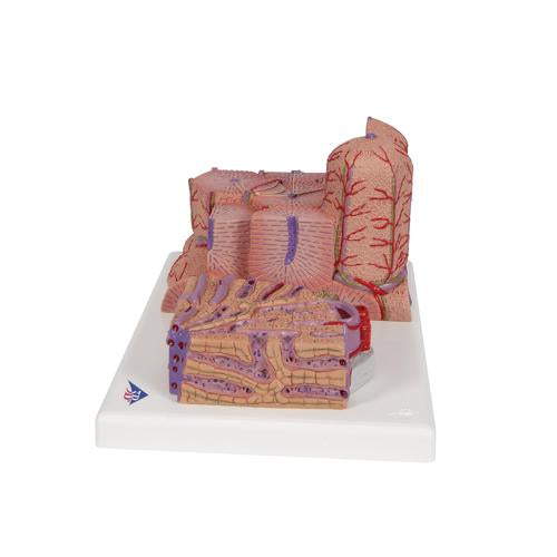 Image 6 - 3B MICROANATOMY™ LIVER MODEL - 3B SMART ANATOMY