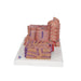 Image 6 - 3B MICROANATOMYâ„¢ LIVER MODEL - 3B SMART ANATOMY