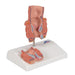 Image 3 - HEMORRHOID MODEL - 3B SMART ANATOMY