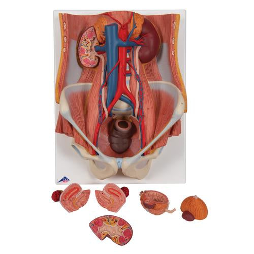 Image 3 - DUAL SEX URINARY SYSTEM MODEL, 6 PART - 3B SMART ANATOMY