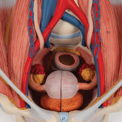 Image 4 - DUAL SEX URINARY SYSTEM MODEL, 6 PART - 3B SMART ANATOMY