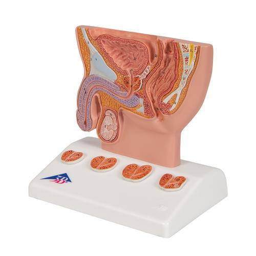 Image 6 - PROSTATE MODEL, 1/2 NATURAL SIZE - 3B SMART ANATOMY