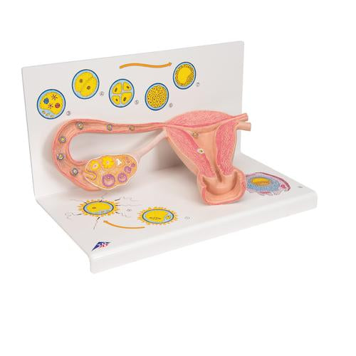 Image 3 - OVARIES & FALLOPIAN TUBES MODEL WITH STAGES OF FERTILIZATION, 2-TIMES MAGNIFIED - 3B SMART ANATOMY