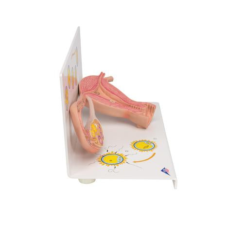 Image 4 - OVARIES & FALLOPIAN TUBES MODEL WITH STAGES OF FERTILIZATION, 2-TIMES MAGNIFIED - 3B SMART ANATOMY