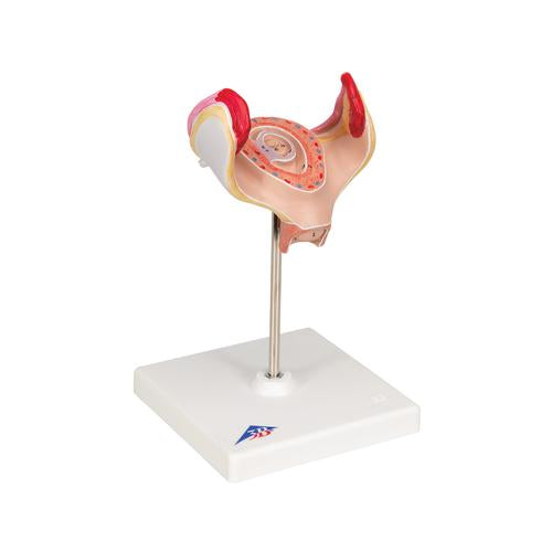 Image 3 - EMBRYO MODEL, 1ST MONTH - 3B SMART ANATOMY