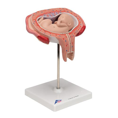 Image 3 - FETUS MODEL, 5TH MONTH IN DORSAL POSITION - 3B SMART ANATOMY