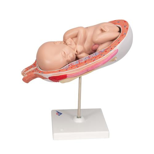 Image 6 - FETUS MODEL, 7TH MONTH - 3B SMART ANATOMY