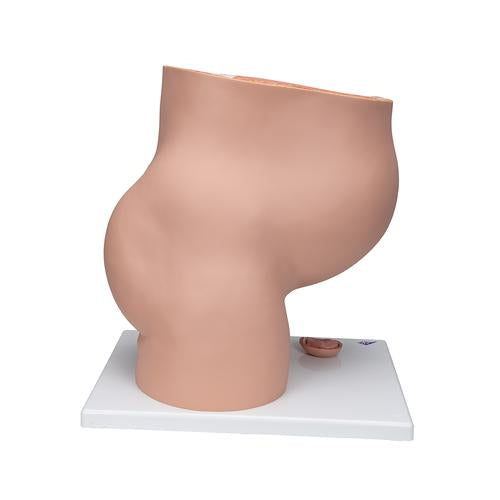 Image 3 - PREGNANCY PELVIS MODEL IN MEDIAN SECTION WITH REMOVABLE FETUS (40 WEEKS), 3 PART - 3B SMART ANATOMY