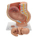 Image 4 - PREGNANCY PELVIS MODEL IN MEDIAN SECTION WITH REMOVABLE FETUS (40 WEEKS), 3 PART - 3B SMART ANATOMY