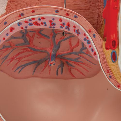 Image 5 - PREGNANCY PELVIS MODEL IN MEDIAN SECTION WITH REMOVABLE FETUS (40 WEEKS), 3 PART - 3B SMART ANATOMY