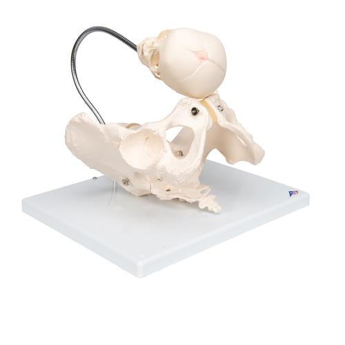 Image 3 - CHILDBIRTH DEMONSTRATION PELVIS SKELETON MODEL WITH FETAL SKULL - 3B SMART ANATOMY