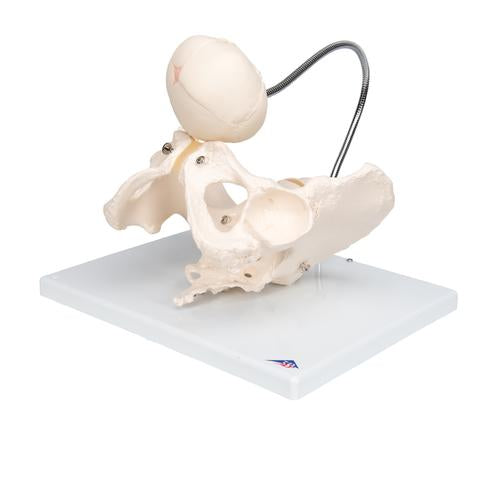 Image 6 - CHILDBIRTH DEMONSTRATION PELVIS SKELETON MODEL WITH FETAL SKULL - 3B SMART ANATOMY