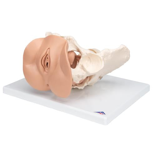 Image 6 - FEMALE PELVIS SKELETON WITH GENITAL ORGANS, 3 PART - 3B SMART ANATOMY