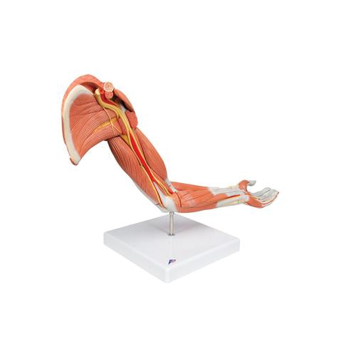 Image 3 - LIFE-SIZE DELUXE MUSCLE ARM MODEL, 6 PART - 3B SMART ANATOMY