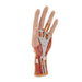 Image 3 - LIFE-SIZE HAND MODEL WITH MUSCLES, TENDONS, LIGAMENTS, NERVES & ARTERIES, 3 PART - 3B SMART ANATOMY