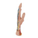 Image 4 - LIFE-SIZE HAND MODEL WITH MUSCLES, TENDONS, LIGAMENTS, NERVES & ARTERIES, 3 PART - 3B SMART ANATOMY