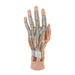 Image 5 - LIFE-SIZE HAND MODEL WITH MUSCLES, TENDONS, LIGAMENTS, NERVES & ARTERIES, 3 PART - 3B SMART ANATOMY