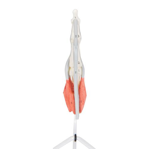 Image 5 - LIFE-SIZE FINGER MODEL WITH MUSCLES & TENDONS - 3B SMART ANATOMY