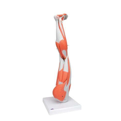 Image 3 - MUSCLE LEG MODEL, 3/4 LIFE-SIZE, 9 PART - 3B SMART ANATOMY