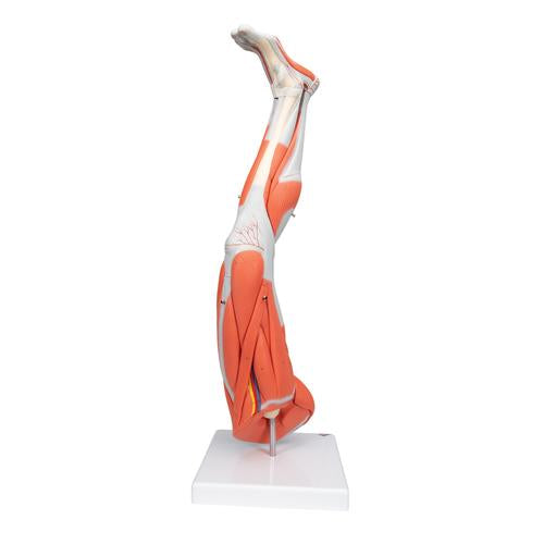 Image 5 - MUSCLE LEG MODEL, 3/4 LIFE-SIZE, 9 PART - 3B SMART ANATOMY