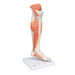 Image 3 - LIFE-SIZE LOWER MUSCLE LEG MODEL WITH DETACHABLE KNEE, 3 PART - 3B SMART ANATOMY