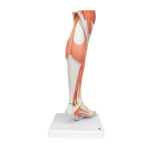 Image 4 - LIFE-SIZE LOWER MUSCLE LEG MODEL WITH DETACHABLE KNEE, 3 PART - 3B SMART ANATOMY