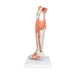 Image 5 - LIFE-SIZE LOWER MUSCLE LEG MODEL WITH DETACHABLE KNEE, 3 PART - 3B SMART ANATOMY