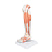 Image 6 - LIFE-SIZE LOWER MUSCLE LEG MODEL WITH DETACHABLE KNEE, 3 PART - 3B SMART ANATOMY