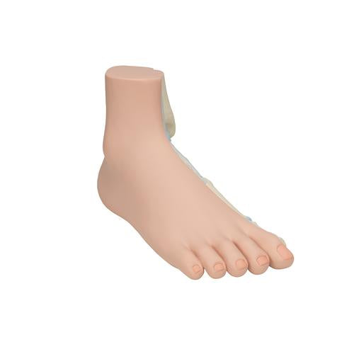 Image 3 - NORMAL FOOT MODEL - 3B SMART ANATOMY