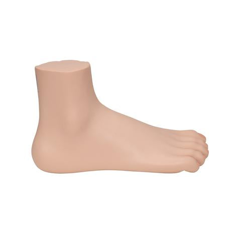 Image 4 - NORMAL FOOT MODEL - 3B SMART ANATOMY